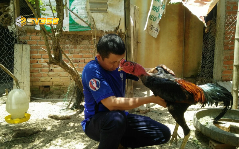 Cách chăm sóc gà chọi sau đá SV368, hồi phục nhanh 2 Kiểm tra và ngâm chân kê chiến