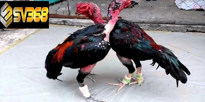 Cách nuôi gà đá SV368 gà tơ khỏe, đá hay, mau tới pin 3 Cách nuôi gà đá tơ thông qua chế độ dinh dưỡng