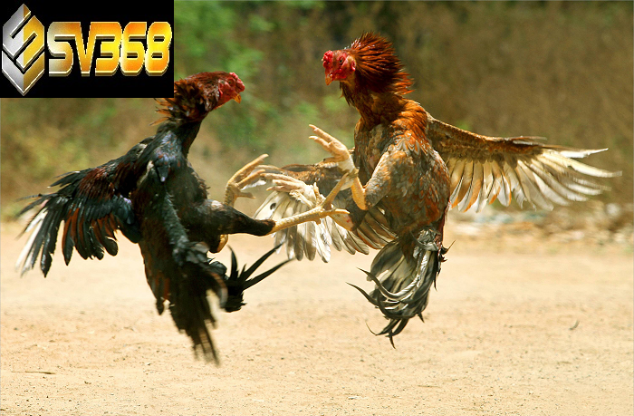 Hướng dẫn cách chơi đá gà SV368 từ A-Z cho người mới 3 Các loại hình đá gà phổ biến tại SV368