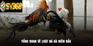 Luật đá gà miền Bắc SV368 chi tiết nhất: Hướng dẫn chơi đúng luật và thắng lớn