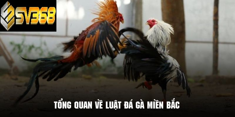 Luật đá gà miền Bắc SV368 chi tiết nhất: Hướng dẫn chơi đúng luật và thắng lớn