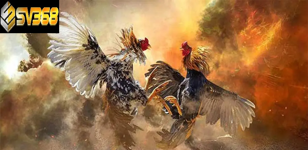 Luật đá gà miền Bắc SV368 chi tiết nhất: Hướng dẫn chơi đúng luật và thắng lớn 1 Luật đá gà miền Bắc SV368 chi tiết nhất, hướng dẫn chơi đúng luật và thắng lớn