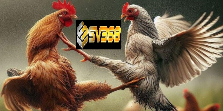 Hiểu luật đá gà miền Nam SV368 để cược hiệu quả thắng lớn 2 Luật chơi đá gà miền Nam Sv368