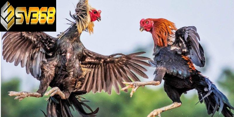 Cách làm cho gà lì đòn SV368, chiến kê gan lỳ bất bại 2 Cách làm cho gà lì đòn SV368 hiệu quả
