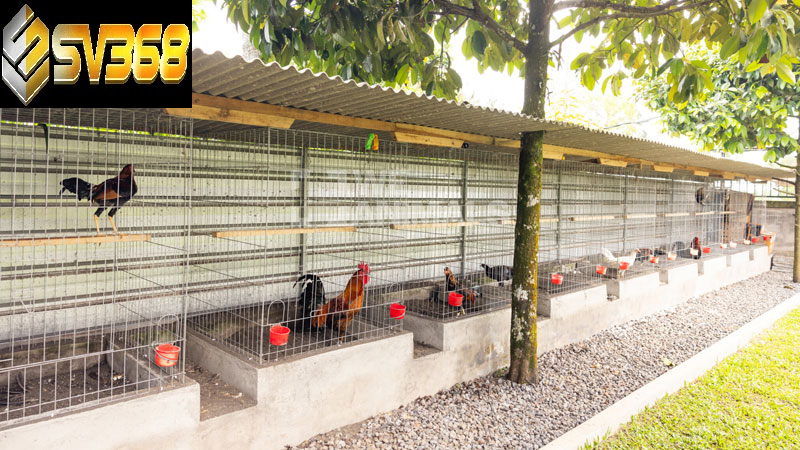 Yếu tố làm chuồng cho gà đá then chốt tạo nên chiến kê đỉnh cao