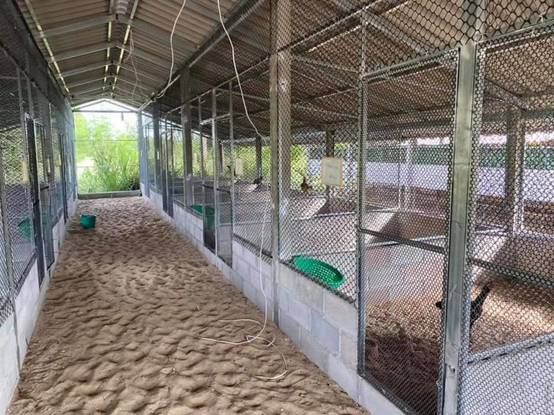 Yếu tố làm chuồng cho gà đá then chốt tạo nên chiến kê đỉnh cao 3 Hướng dẫn cách làm chuồng cho gà đá
