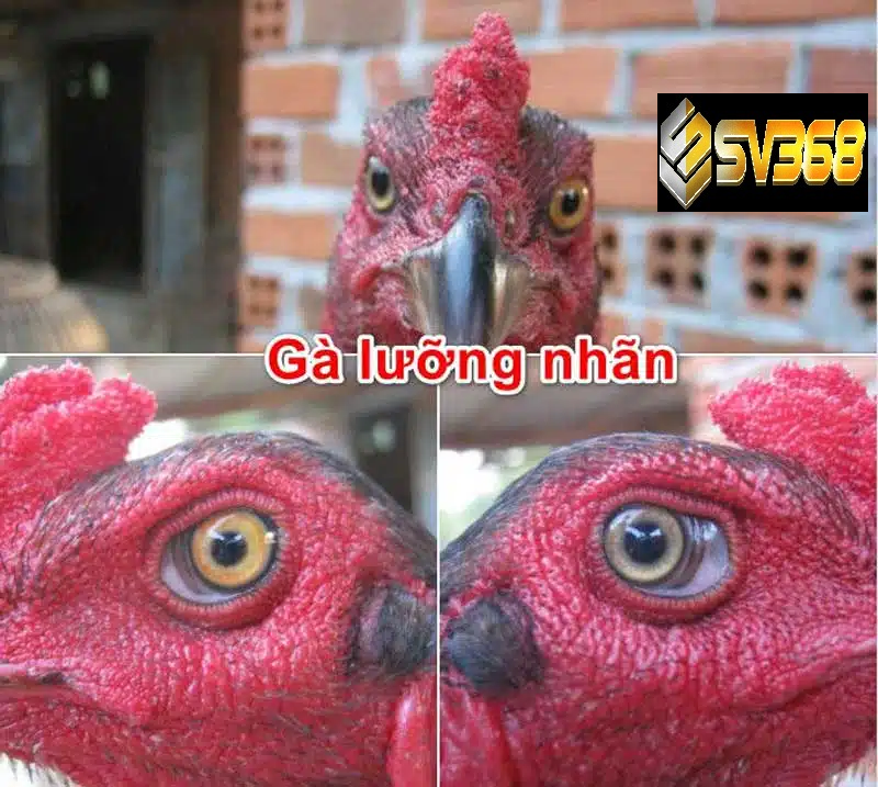 Gà thần kê SV368 sức mạnh huyền thoại của chiến kê 3 Gà thần kê được săn đón