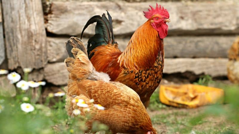 Gà thần kê SV368 sức mạnh huyền thoại của chiến kê 4 Kinh nghiệm chọn gà thần kê chuẩn xác