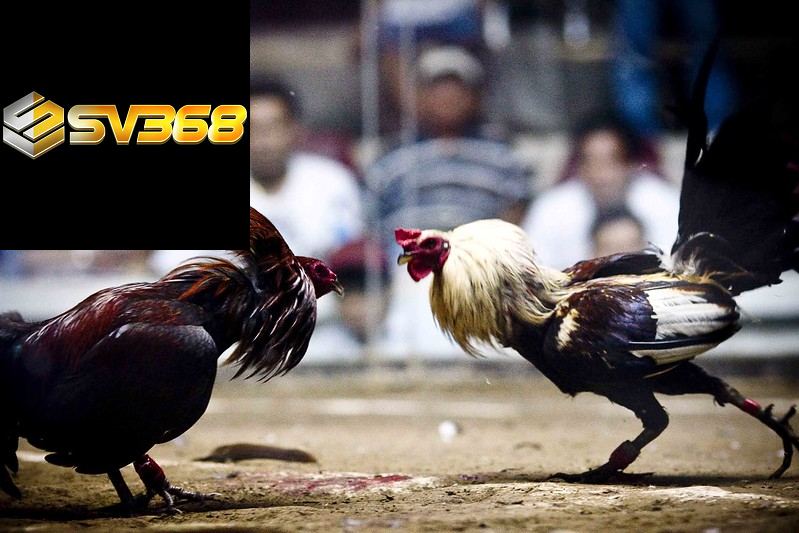 Cách vào tiền đá gà theo ngày 2025 chuẩn như cao thủ 3 Dồn toàn bộ tiền vào một trận – “tử huyệt” của người mới