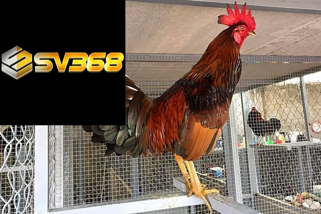 +3 kinh nghiệm chọn gà đá cựa sắt lâu năm, chuẩn xác 1 Kinh nghiệm chọn gà đá cựa sắt