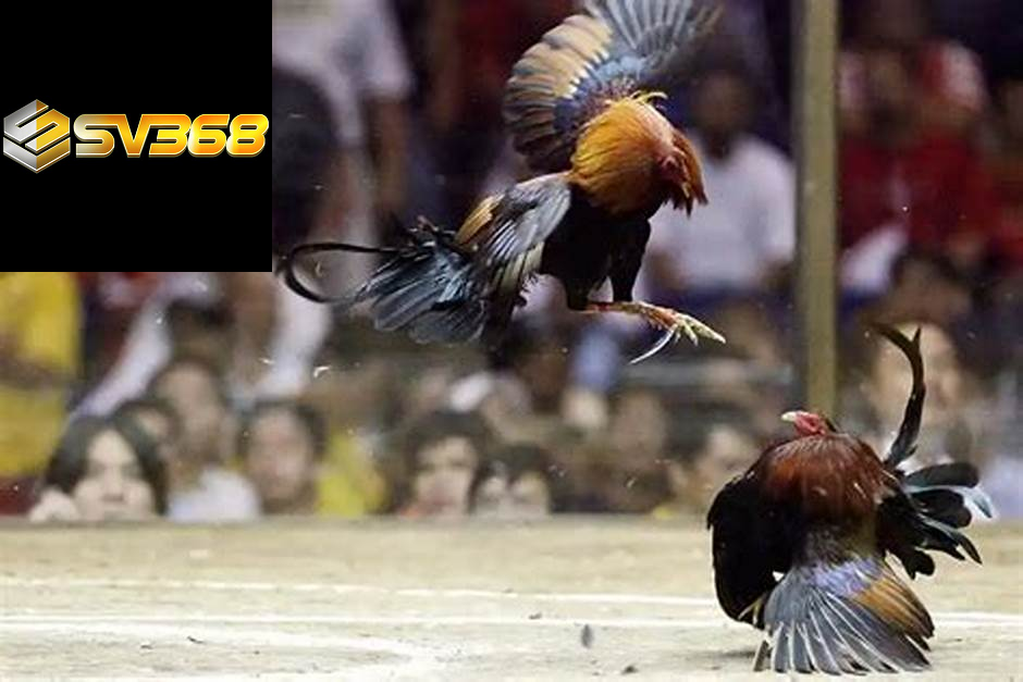 +3 kinh nghiệm chọn gà đá cựa sắt lâu năm, chuẩn xác 2 Tiêu chí chọn gà đá cựa sắt chuẩn từ dân chơi lâu năm