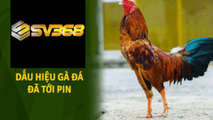 Cách nuôi gà đá tới pin nhanh, lợi thế chiến thắng