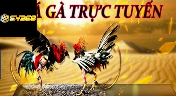 +5 Cách xem đá gà trực tuyến không giật lag 1 Cách xem đá gà trực tuyến không bị giật