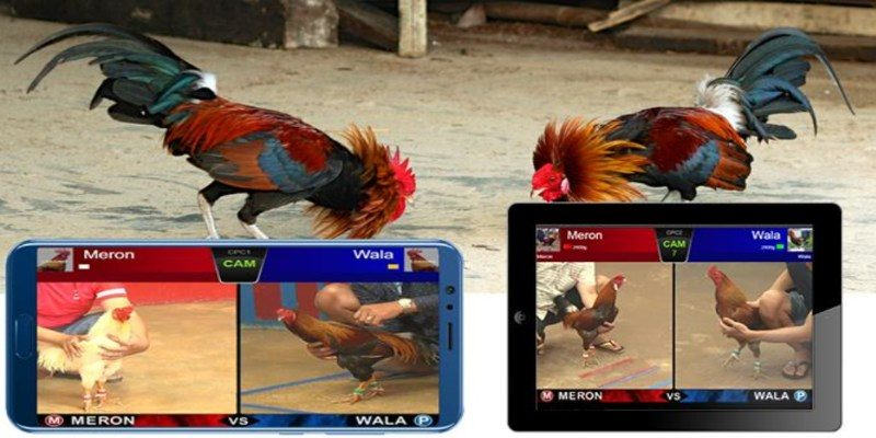 Cách xem đá gà trực tiếp SV368 nảy lửa, chinh phục tín đồ mê gà chọi 5 Mẹo theo dõi nhiều trận đấu đá gà trực tiếp SV368