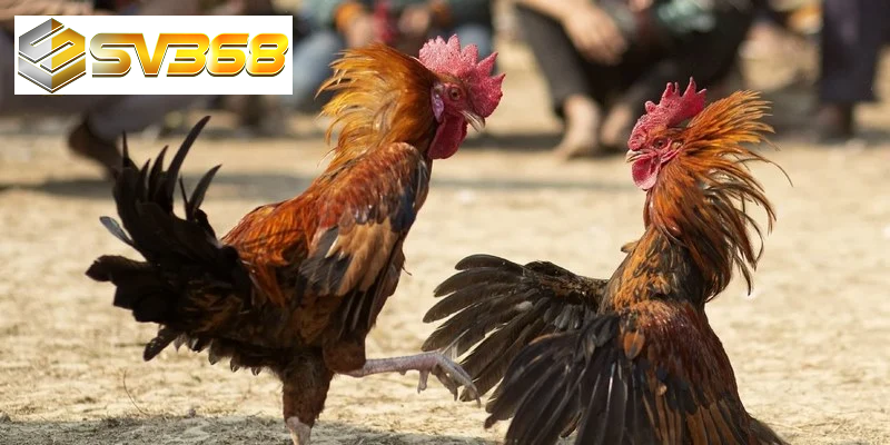 Nghệ thuật huấn luyện Gà chọi Philippine, chiến kê huyền thoại 2 Nguồn gốc gà chọi Philippine