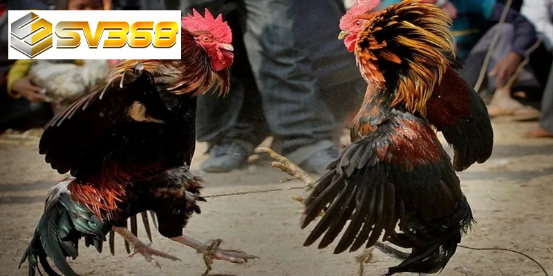 Nghệ thuật huấn luyện Gà chọi Philippine, chiến kê huyền thoại 3 Tính cách bất khuất gà chọi Philippine