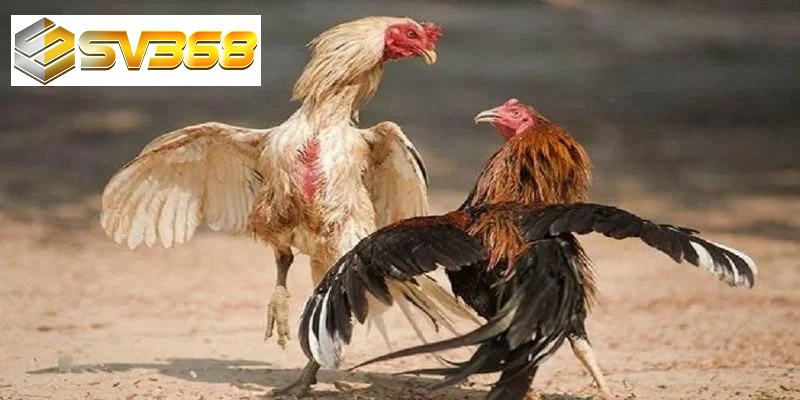 Nghệ thuật huấn luyện Gà chọi Philippine, chiến kê huyền thoại 5 Huấn luyện theo tình huống chiến đấu thực tế gà chọi Philippine
