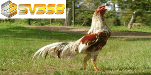 Gà Shamo chiến kê huyền thoại từ Nhật Bản chinh phục đá gà Việt