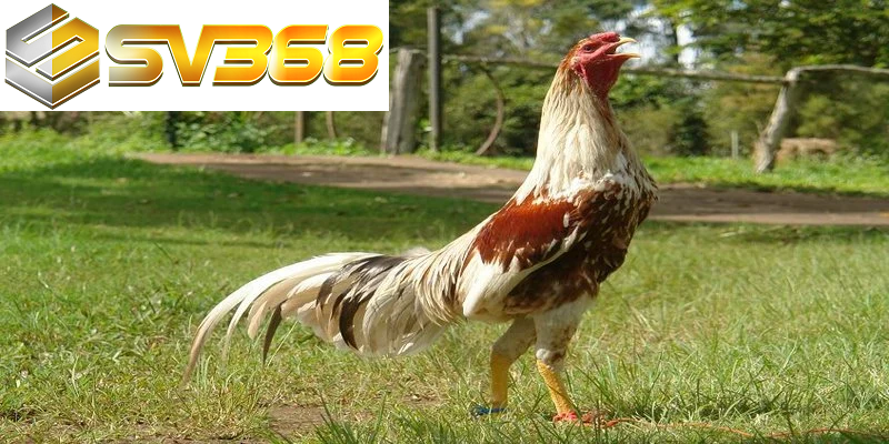 Gà Shamo chiến kê huyền thoại từ Nhật Bản chinh phục đá gà Việt 1 Giới thiệu đôi nét về gà SHAMO