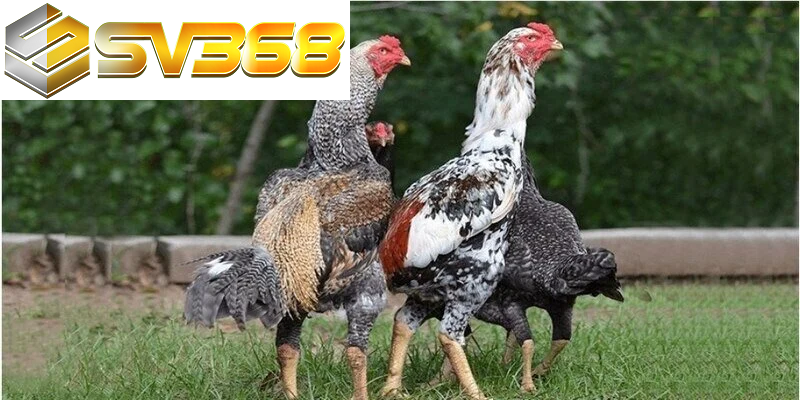 Gà Shamo chiến kê huyền thoại từ Nhật Bản chinh phục đá gà Việt 2 Ngoại hình nổi bật của gà Shamo