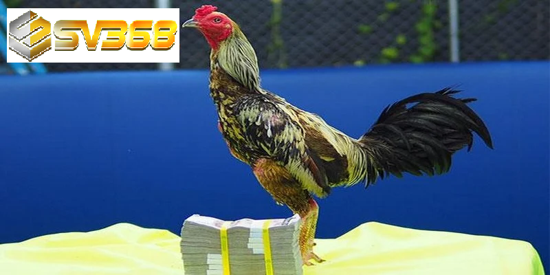 Gà Shamo chiến kê huyền thoại từ Nhật Bản chinh phục đá gà Việt 3 Xây dựng môi trường nuôi gà Shamo
