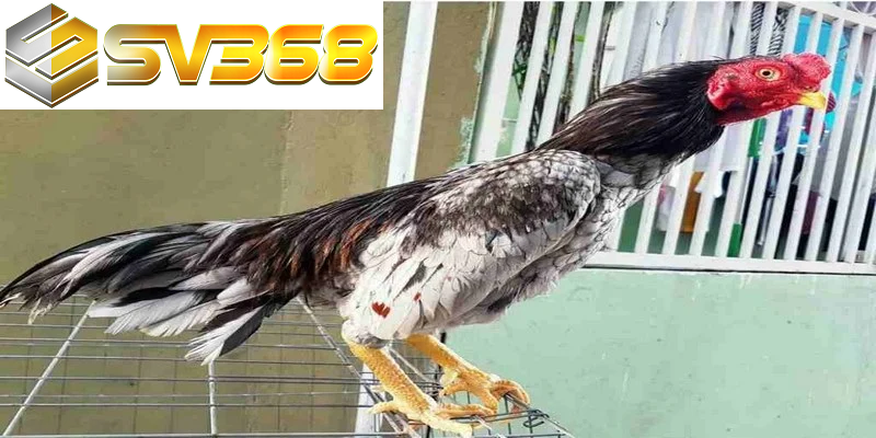 Gà Shamo chiến kê huyền thoại từ Nhật Bản chinh phục đá gà Việt 4 Gà Shamo biểu tượng văn hóa trong làng gà chọi