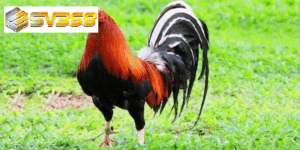 Gà Kelso chiến kê thông minh, bản lĩnh thống trị đấu trường gà đá