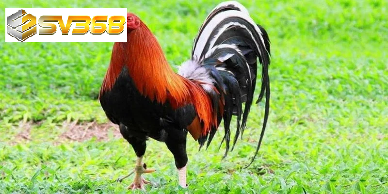 Gà Kelso chiến kê thông minh, thống trị đấu trường gà đá 2025 1 Tìm hiểu về gà Kelso