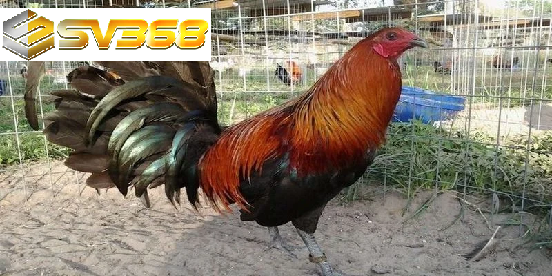 Gà Kelso chiến kê thông minh, thống trị đấu trường gà đá 2025 2 Gà Kelso tính cách và khả năng chiến đấu