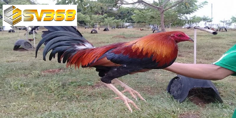 Gà Kelso chiến kê thông minh, thống trị đấu trường gà đá 2025 3 Gà Kelso sự kết hợp giữa sức mạnh và trí tuệ