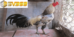 Vì sao gà Asil SV368 luôn được chọn trong mọi trận đá gà?