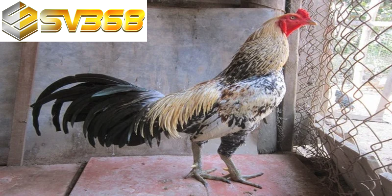 Vì sao gà Asil SV368 luôn được chọn trong mọi trận đá gà? 1 Giống gà Asil nổi tiếng bởi ngoại hình bắt mắt