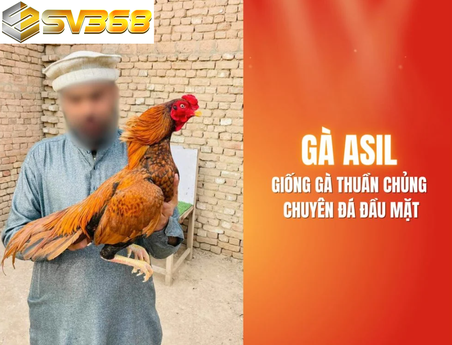 Vì sao gà Asil SV368 luôn được chọn trong mọi trận đá gà? 2 Giống gà ASIL SV368 thuần chủng chuyên đá đầu mặt