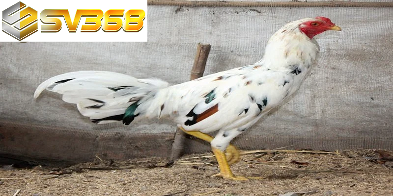 Vì sao gà Asil SV368 luôn được chọn trong mọi trận đá gà? 3 Gà Asil SV368 đều là cái tên không thể thiếu trong bộ sưu tập giống gà đá