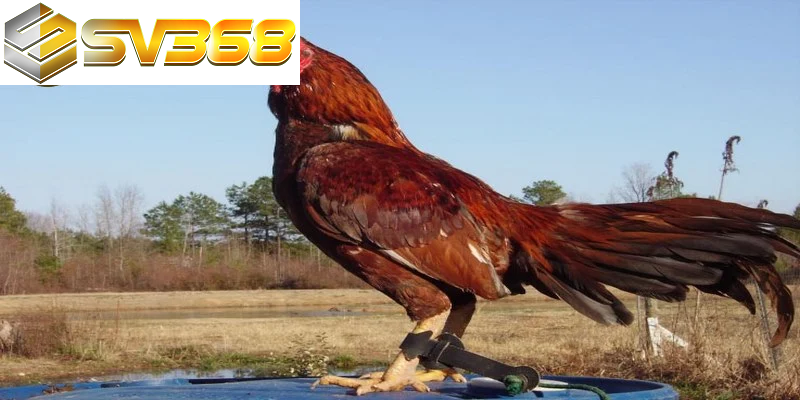 Vì sao gà Asil SV368 luôn được chọn trong mọi trận đá gà? 4 Gà Asil SV368 Nam Ấn được sản xuất từ các vùng miền phía nam của Ấn Độ