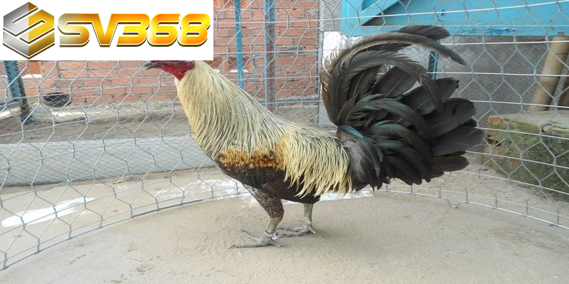Vì sao gà Asil SV368 luôn được chọn trong mọi trận đá gà? 5 Gà Asil SV368 là một trong những giống gà sở hữu khả năng chiến đấu mạnh mẽ