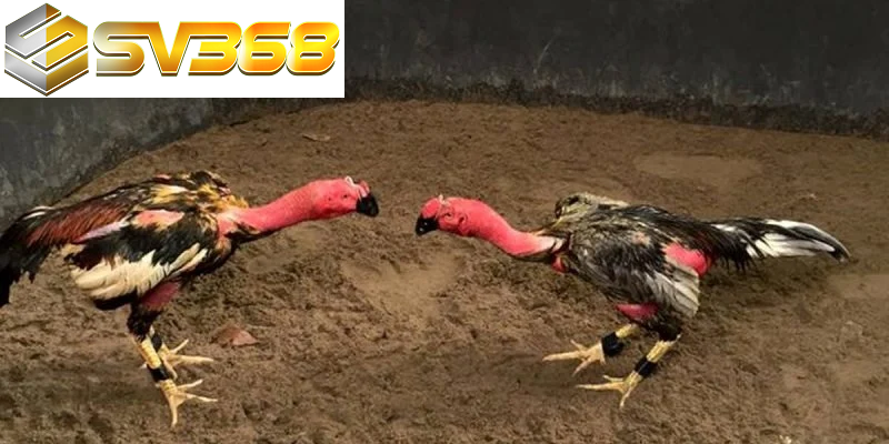Cách chăm sóc gà chọi sau đá SV368, hồi phục nhanh 1 Cách chăm sóc gà chọi sau đá, sư kê cần biết