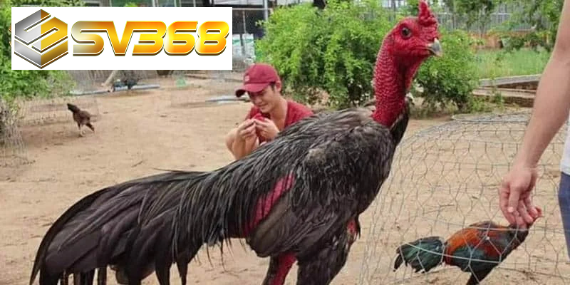 Cách chăm sóc gà chọi sau đá SV368, hồi phục nhanh 3 Chăm sóc gà chọi sau đá SV368, bổ sung nước và khoáng chất
