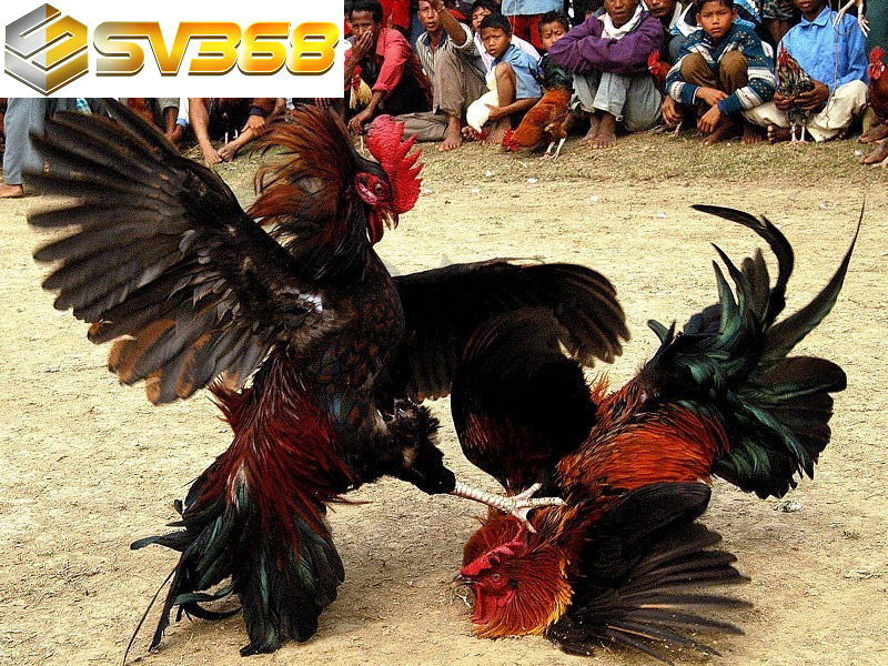 Tổng hợp luật đá gà SV368, quy tắc thi đấu các trường gà lớn 1 Giới thiệu luật đá gà SV368 3 miền