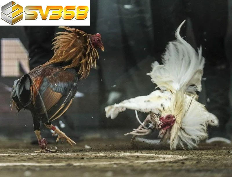 Tổng hợp luật đá gà SV368, quy tắc thi đấu các trường gà lớn 2 Quy tắc chơi theo luật đá gà SV368
