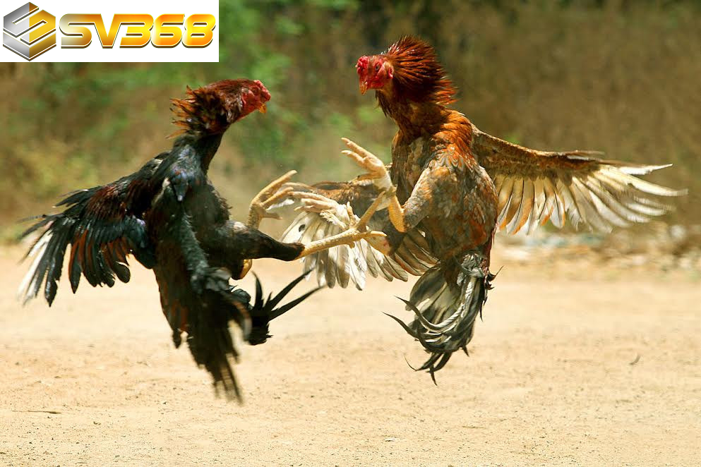 Tổng hợp luật đá gà SV368, quy tắc thi đấu các trường gà lớn 3 Hệ thống chấp trạng cựa sắt, luật đá gà SV368